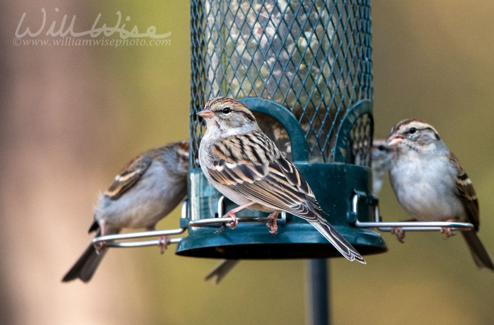 Chipping Sparrow at Bird Feeder Picture