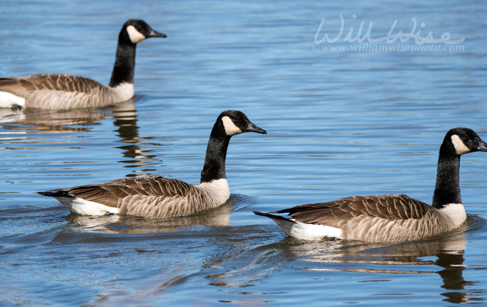 Canada Goose on blue pond in Georgia Picture