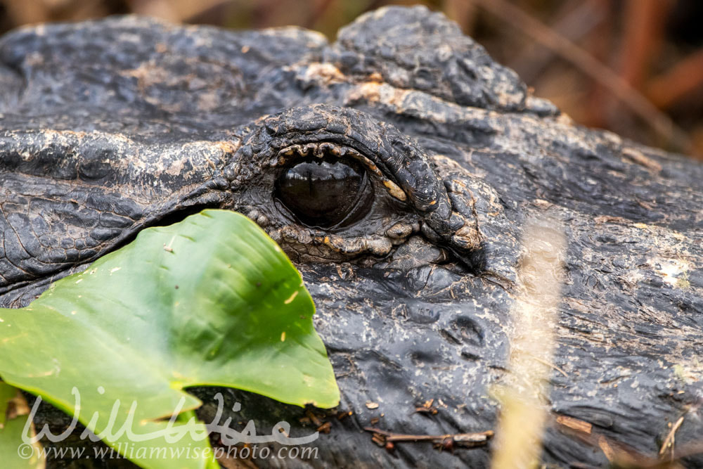 Okefenokee Alligator Eye Picture