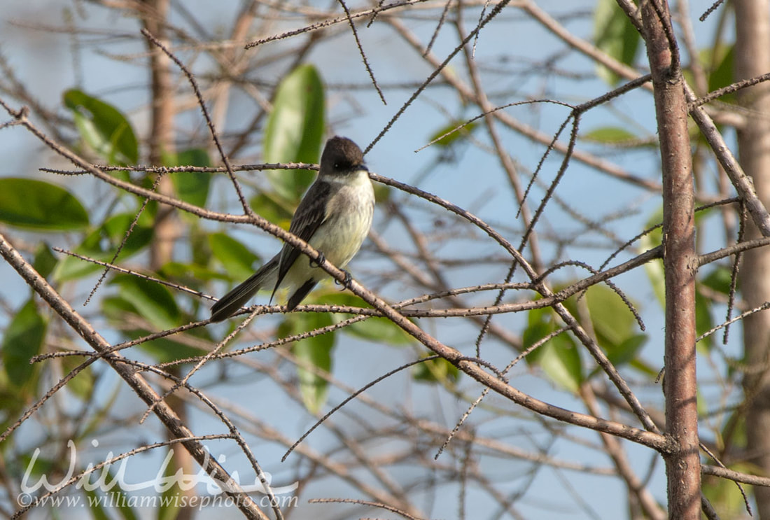 Eastern Phoebe Okefenokee Swamp Picture
