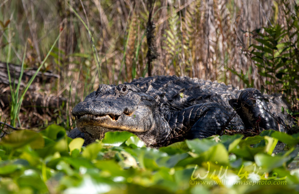Okefenokee Bull Alligator Picture