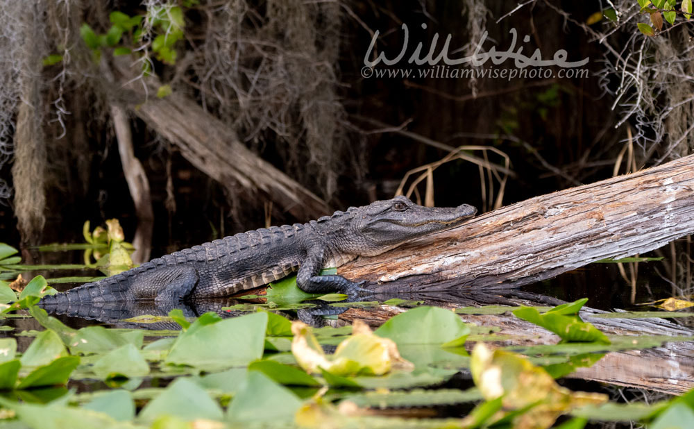 Alligator on a log in a Cypress Swamp with Spanish Moss; Okefenokee National Wildlife Refuge, Georgia Picture