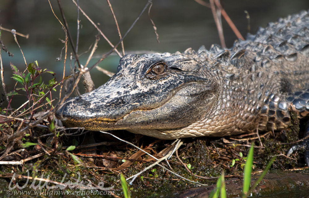 American Alligator crawling in the mud in the Okefenokee Swamp National Wildlife Refuge, Georgia Picture