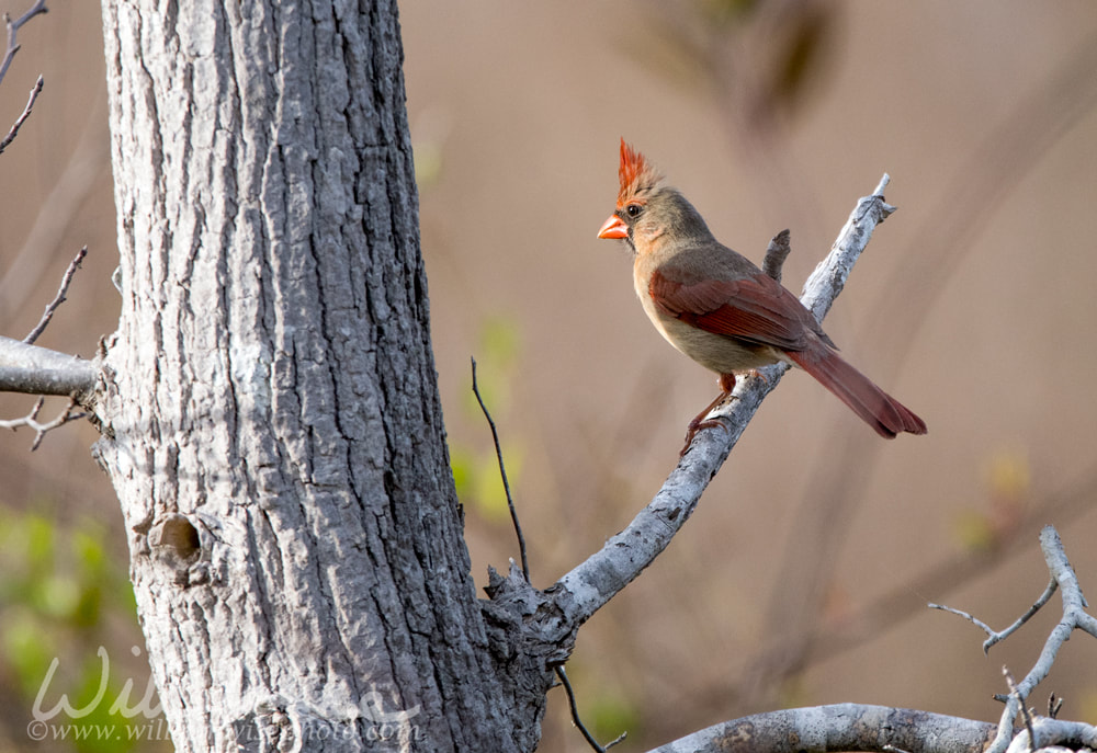 Okefenokee Northern Cardinal Picture