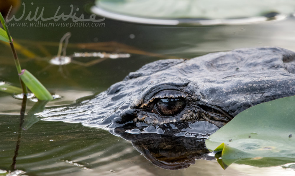 Okefenokee Alligator Eye Picture