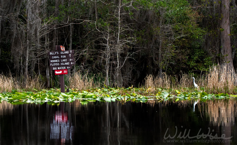 White juvenile Little Blue Heron by canoe kayak trail directional sign Okefenokee Swamp National Wildlife Refuge, Georgia Picture