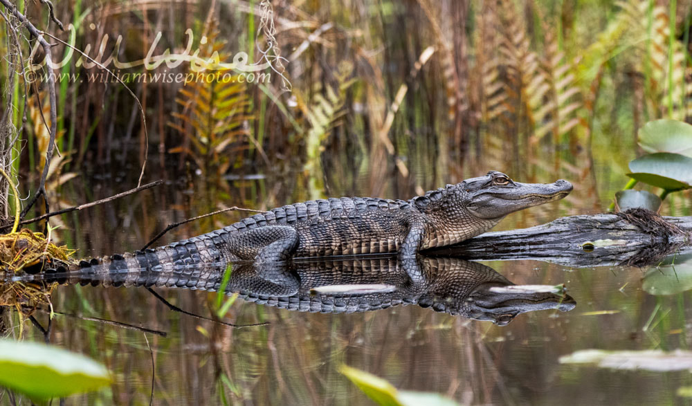 Okefenokee Swamp American Alligator exoskeleton scales and scutes of armor Picture