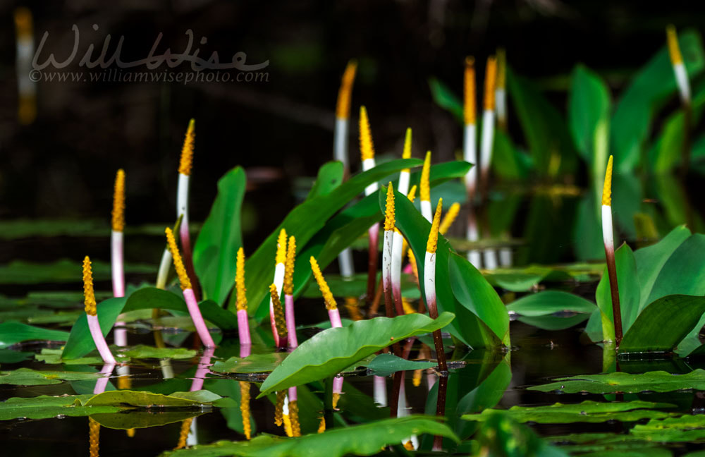 Golden Club Never Wet Okefenokee Swamp, Georgia Picture