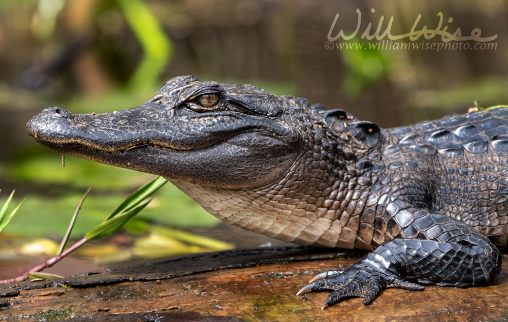 American Alligator close up stretched out on a long; Okefenokee Swamp, Georgia Picture