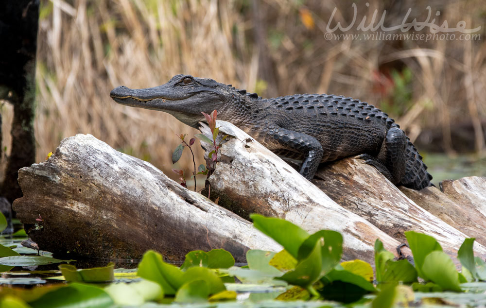 Young American Alligators basking on a log in Minnies Lake; Okefenokee Swamp, Georgia Picture