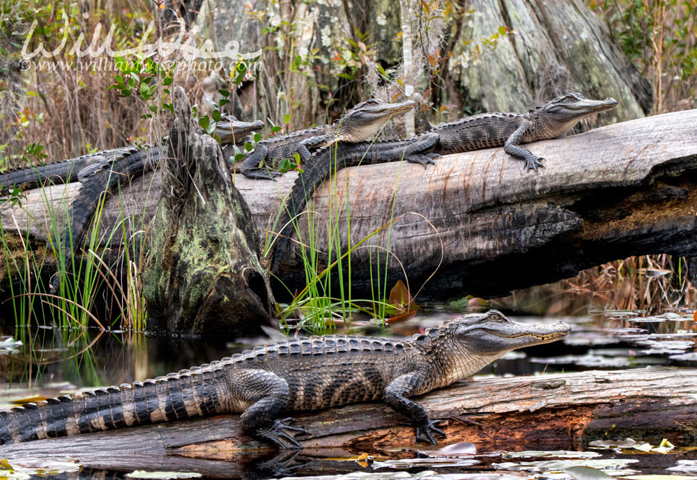 Focus Stacked Alligator Stack Picture