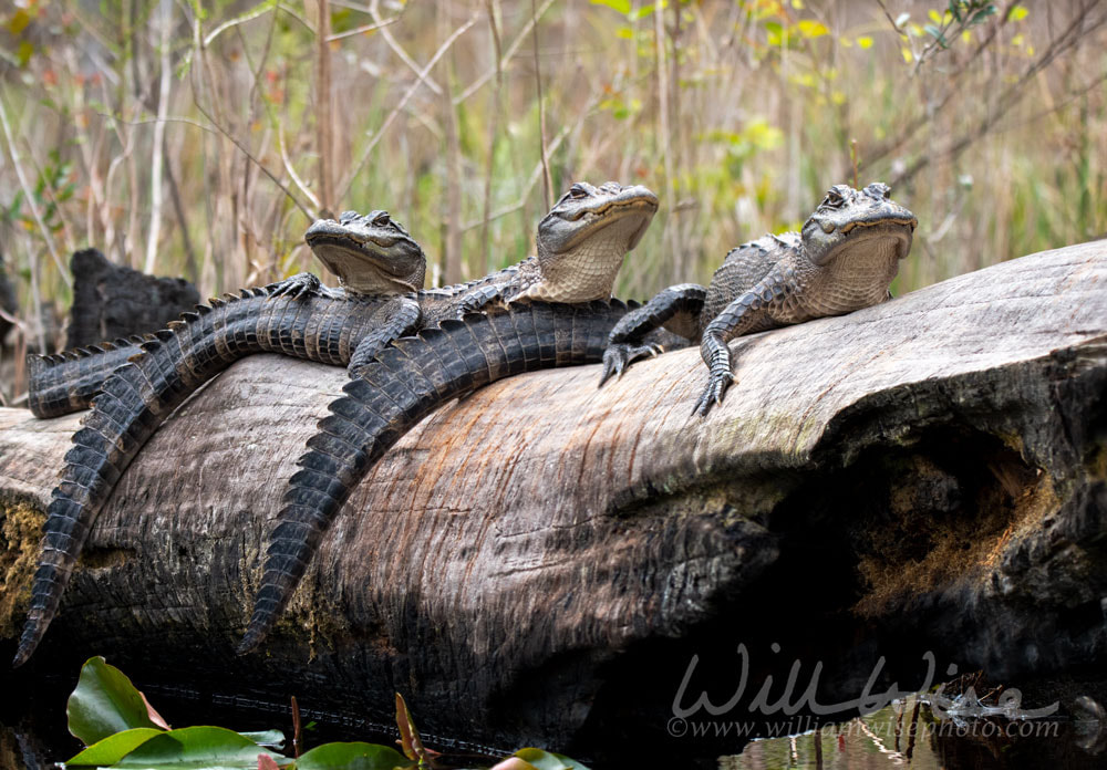 Four Juvenile Alligator Okefenokee Swamp Picture