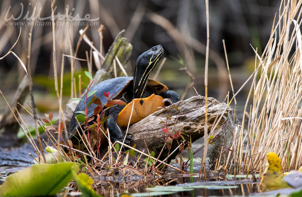 River Cooter turtle, Pseudemys concinna floridana, Okefenokee Swamp Georgia Picture