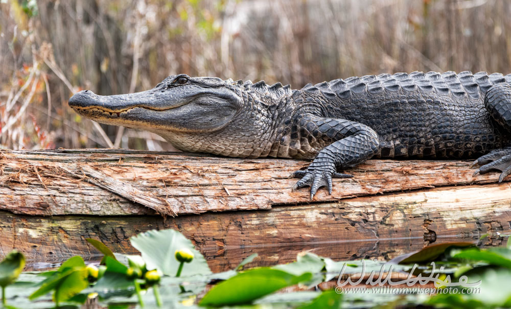 Close up alligator laying on a log Picture