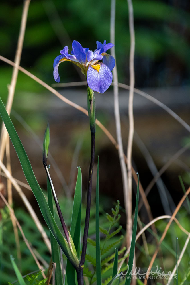 Swamp Iris Southern Blue Flag Picture