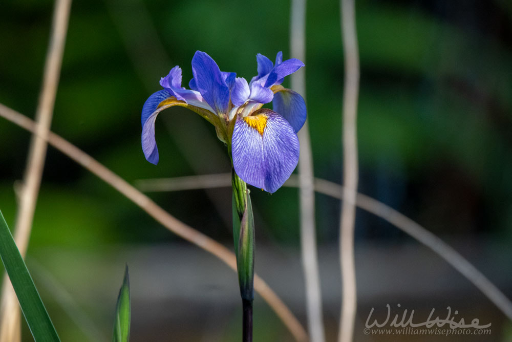 Southern Blue Flag Swamp Iris Picture