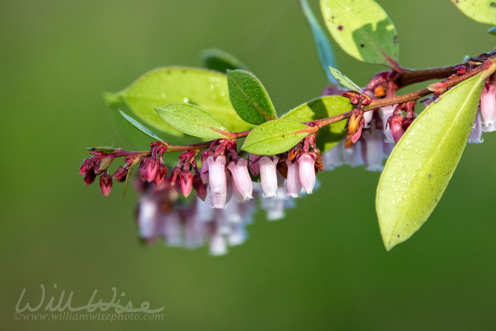 Hurrah Bush shrub with pink bell shaped flowers, Okefenokee Swamp Georgia Picture