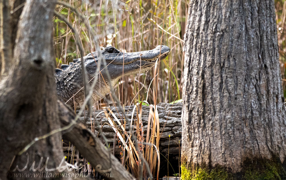 American Alligator hiding in swamp behind Blackgum and Cypress Trees Picture