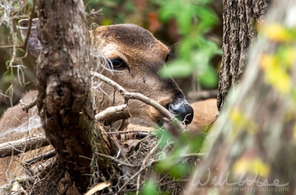 White-tailed Deer Okefenokee Swamp Picture