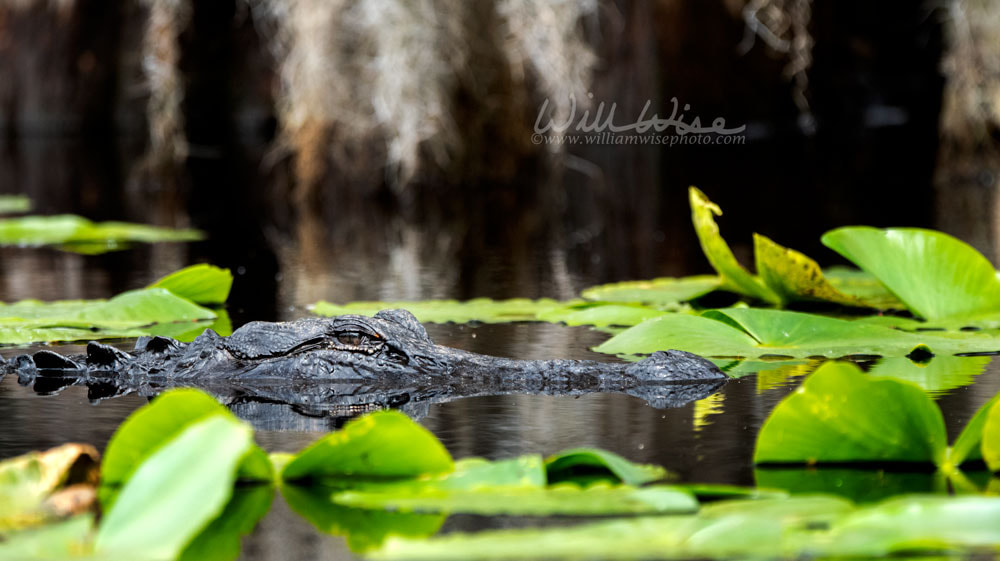 Okefenokee alligator Picture