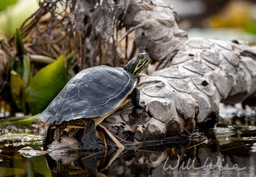 Coastal Plain Cooter Turtle on spatterdock stem Picture