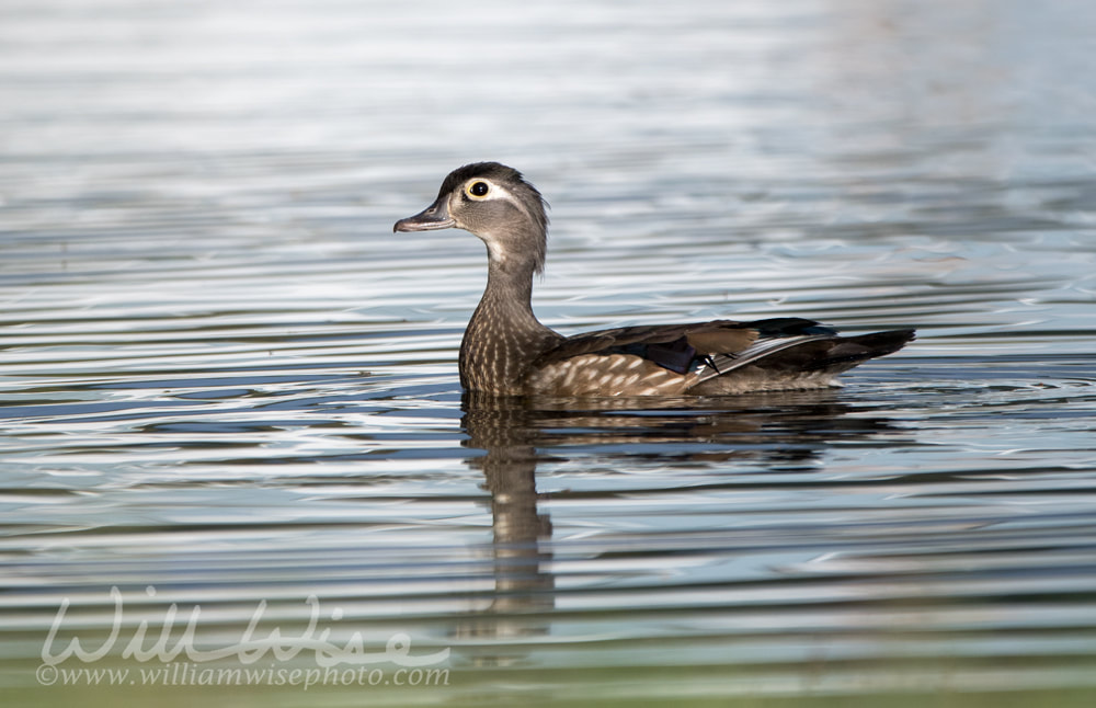 Female Wood Duck hen, Georgia Picture