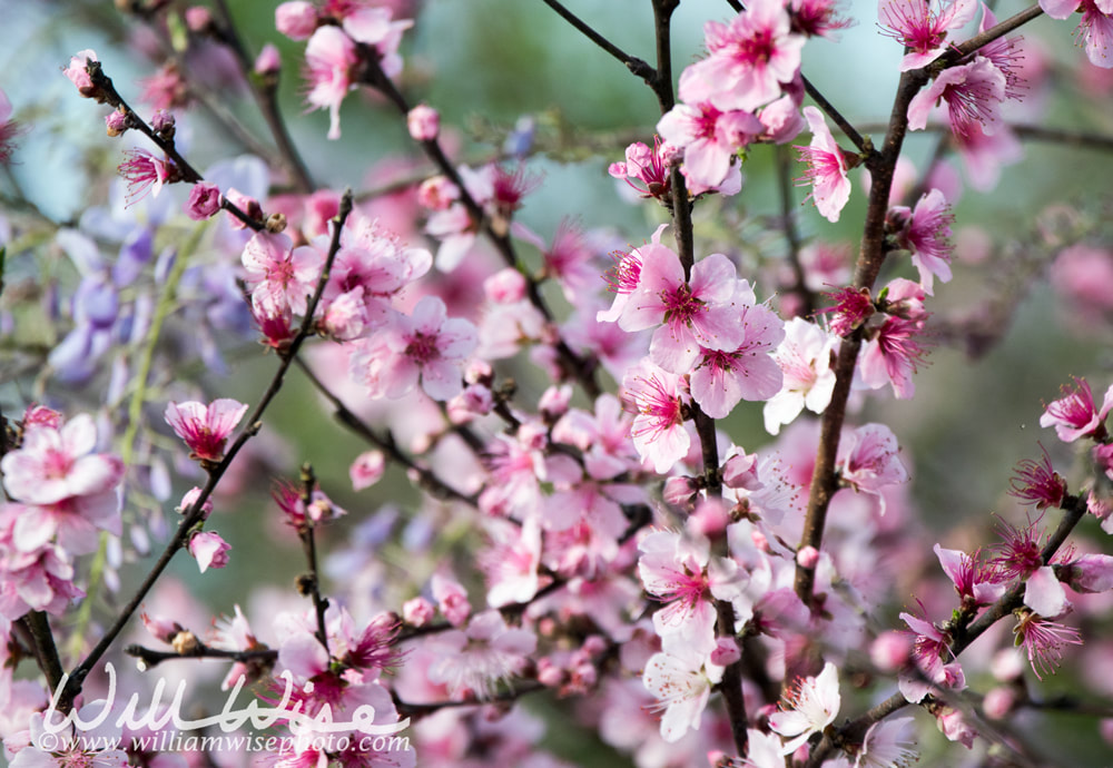 Spring Cherry Blossom flowers Georgia Picture