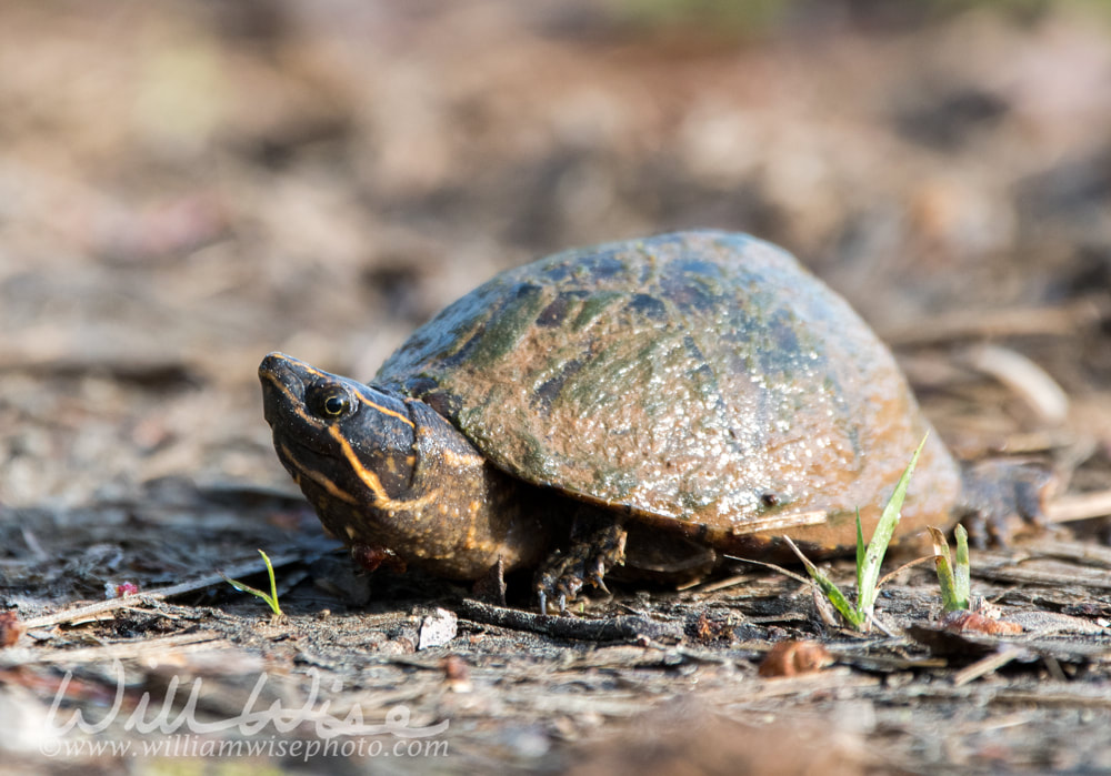 Common Musk Turtle shell, Georgia Picture