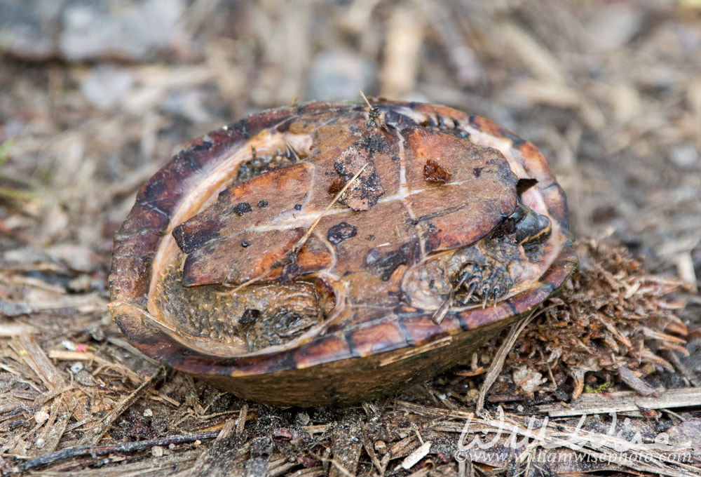 Common Musk Turtle upside down showing plastron Picture