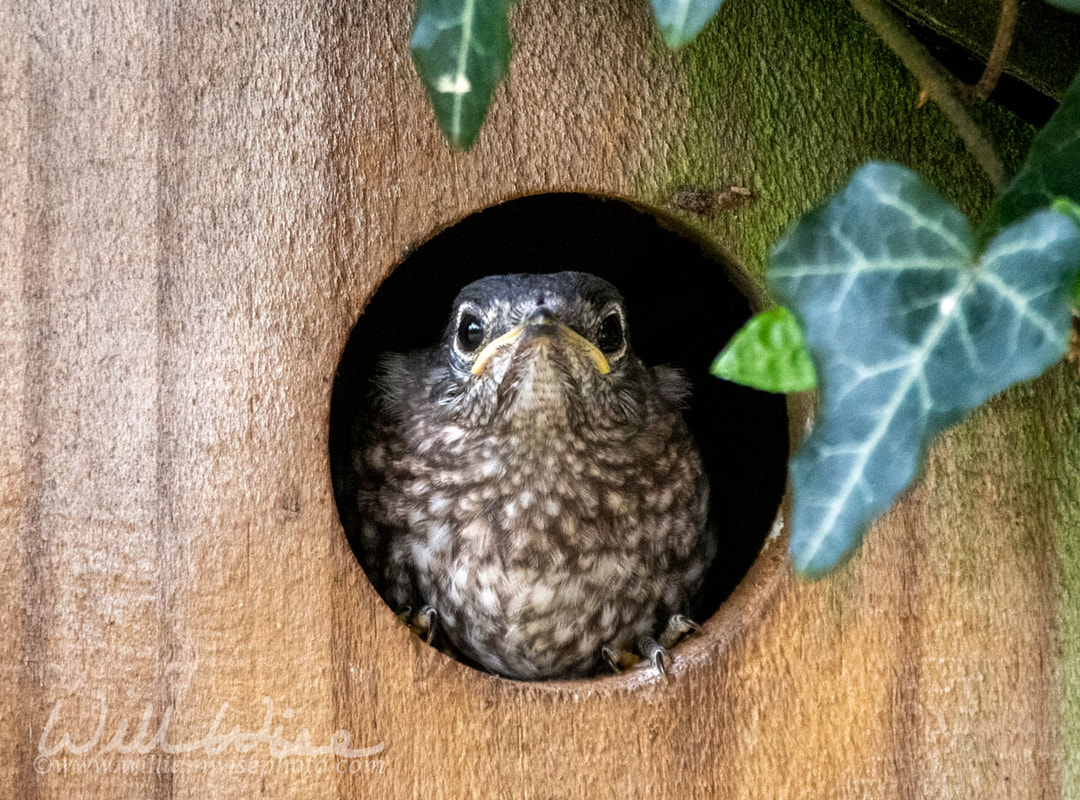 Fledgeling Bluebird in Nest Box Picture