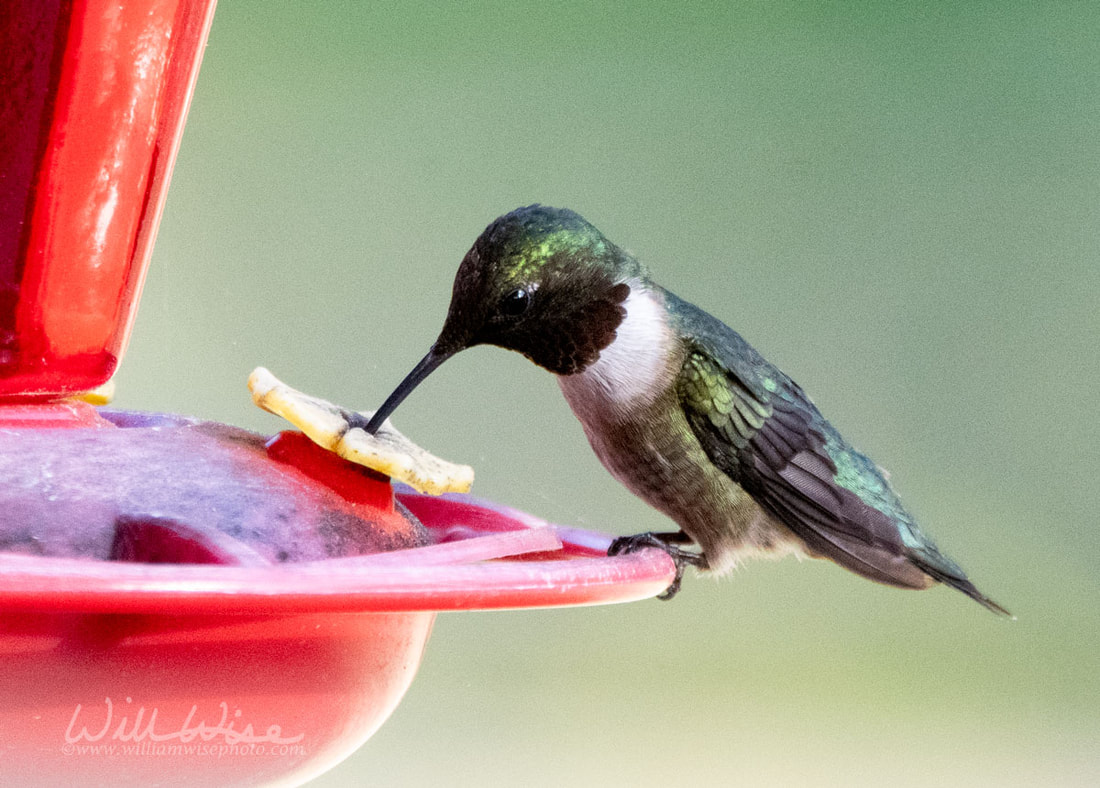 Ruby-throated Hummingbird Picture