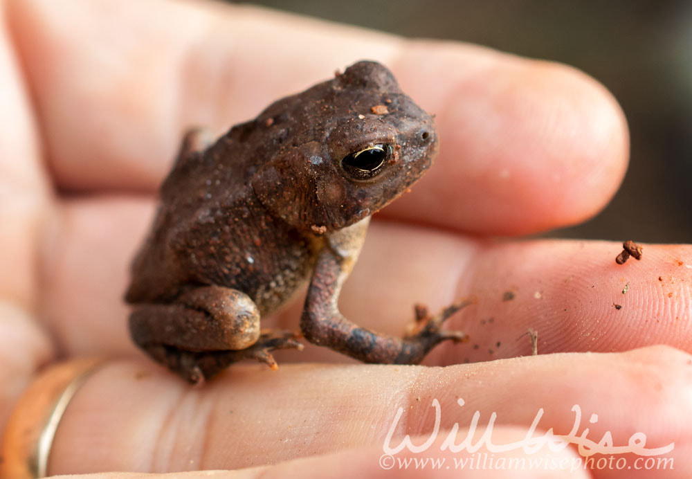 Toad in the hand Picture