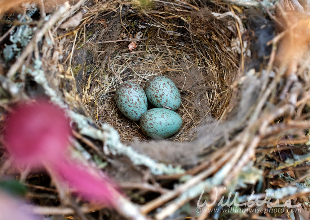 Mockingbird nest with eggs Picture