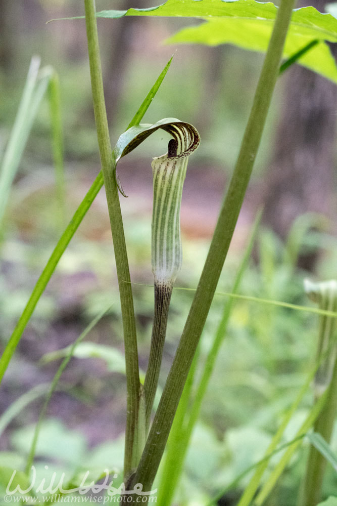 Jack-in-the-Pulpit