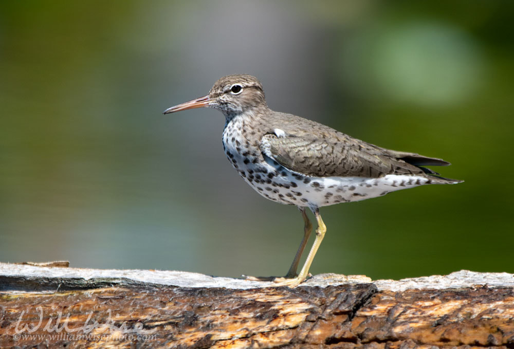 Spotted Sandpiper Okefenokee Swamp Picture