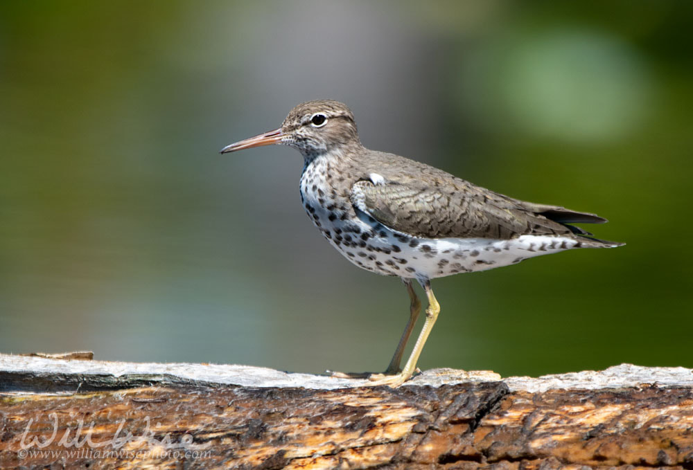 Spotted Sandpiper bird Okefenokee Swamp Georgia birding Picture