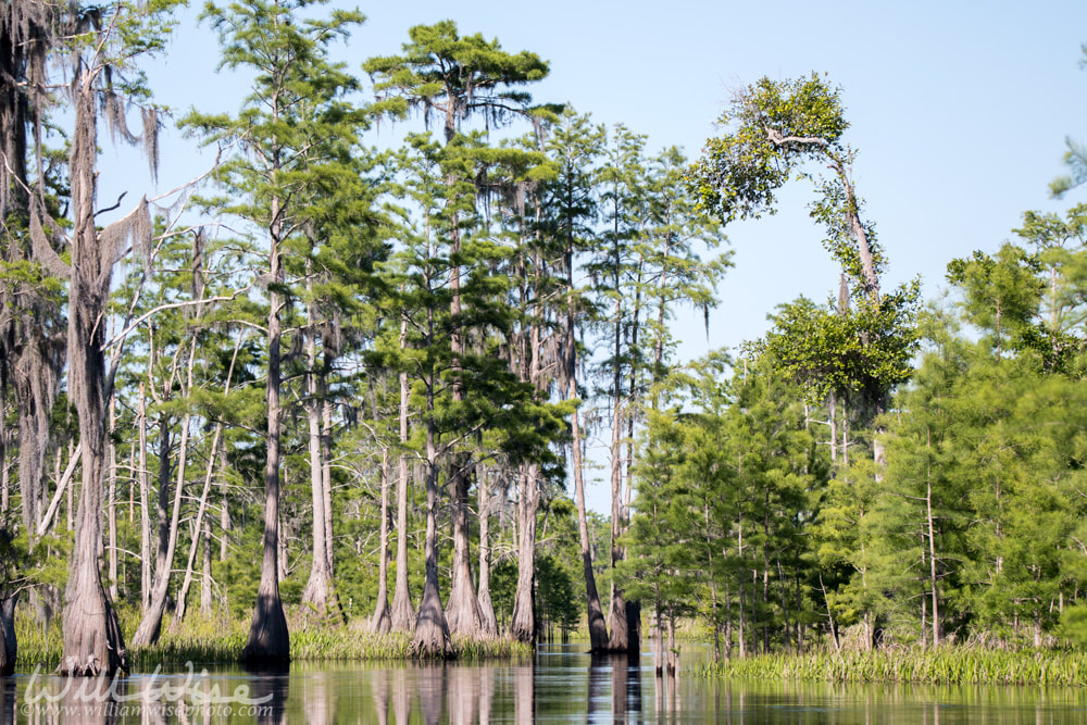 William Bartram Cypress Tree Picture