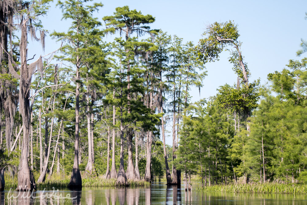 Okefenokee Cypress Tree Picture