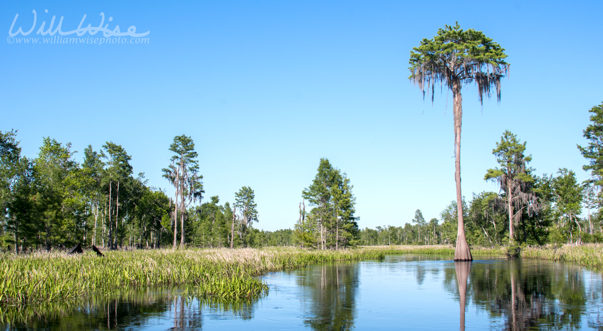 Mixons Hammock canoe kayak trail, Okefenokee National Wildlife Refuge, Georgia Picture