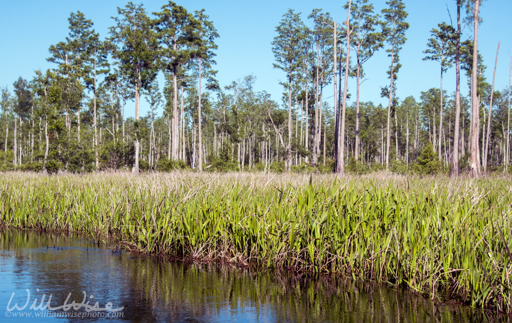 Mixons Hammock Maidencane grasses canoe kayak trail, Okefenokee National Wildlife Refuge, Georgia Picture