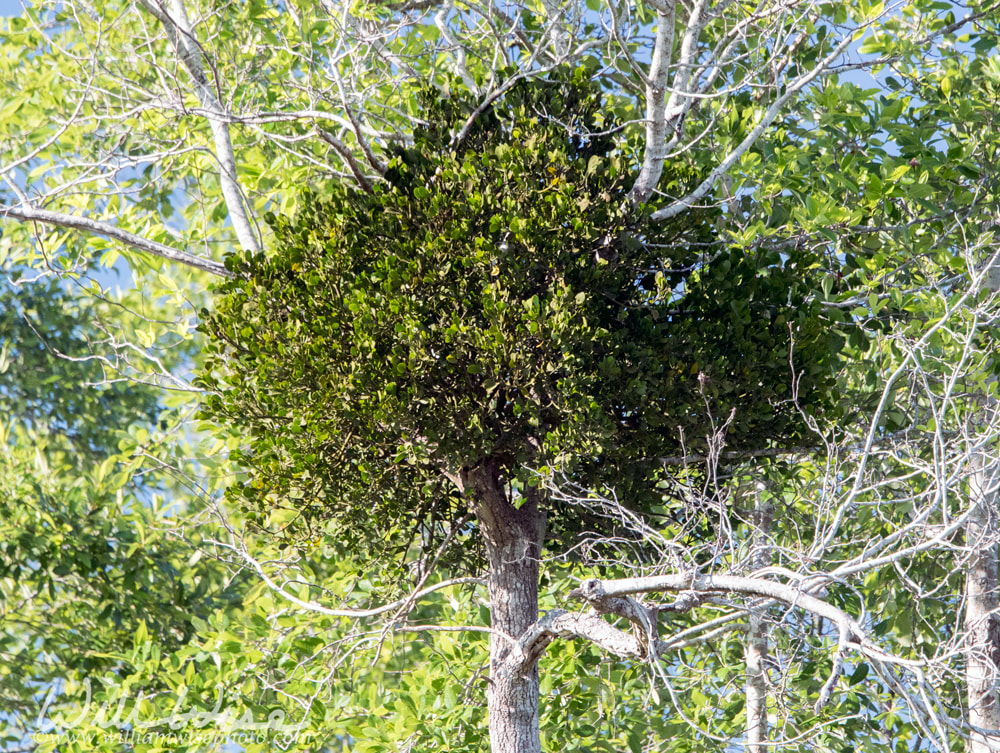 American mistletoe, eastern mistletoe, hairy mistletoe, oak mistletoe Picture