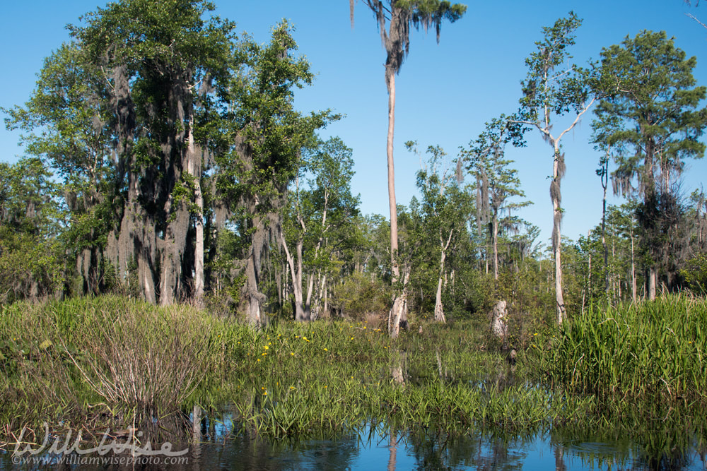 Okefenokee Mixons Hammock Picture