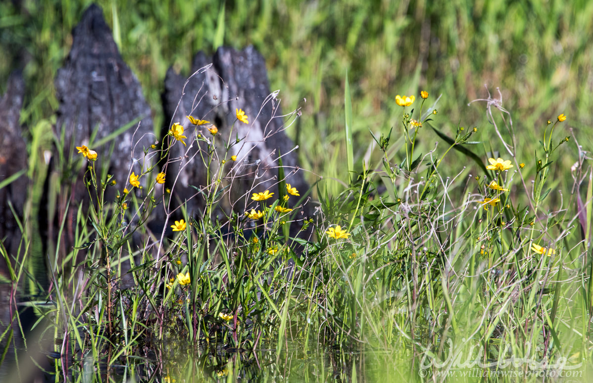 Bur Marigold Wildflower Okefenokee Swamp Picture