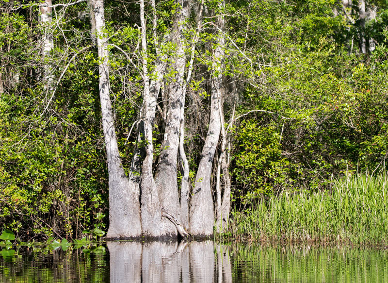 Okefenokee Blackgum Coppice Growth Picture