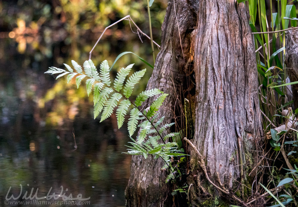 Virginia Chainfern, Woodwardia virginica, growing from a Cypress buttress in blackwater swamp Picture