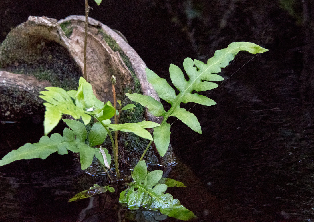 Netted Chain Fern Picture