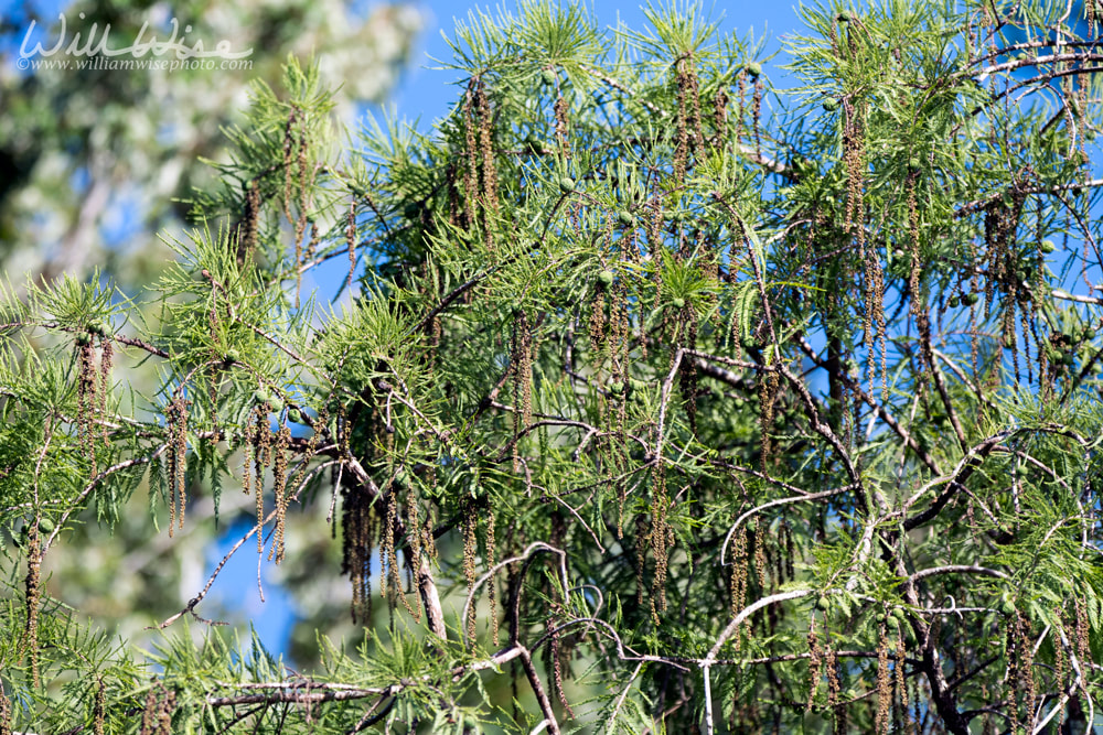 Pondcypress leaves, cones and tassels Picture