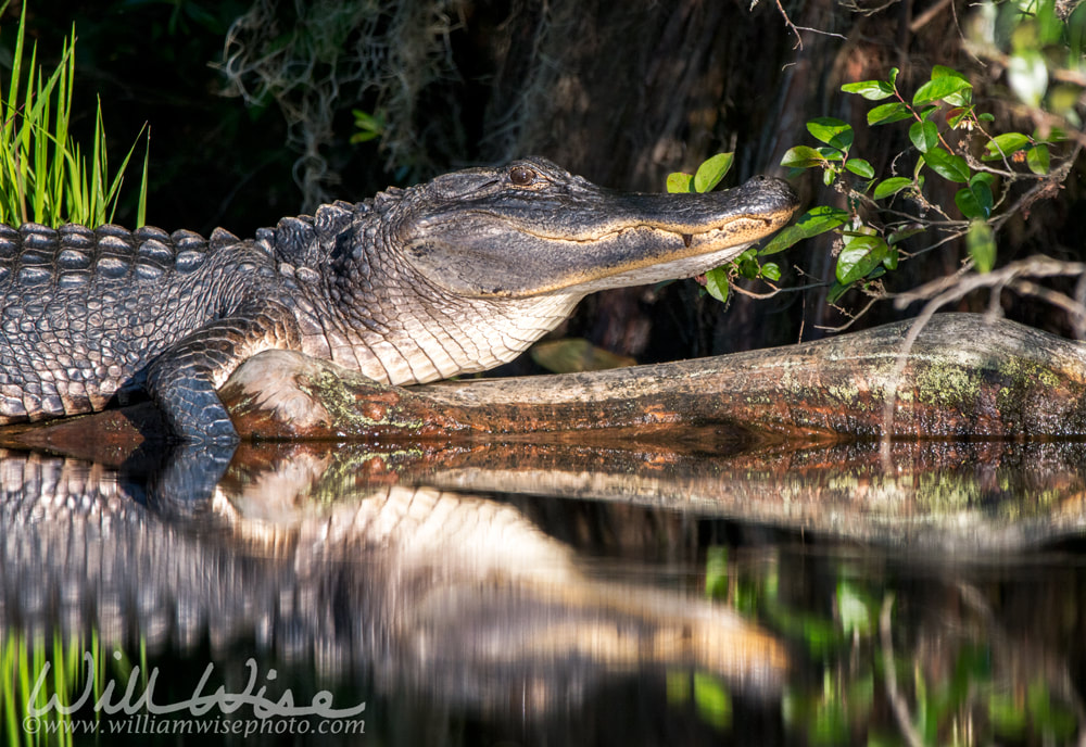Sunning alligator reflection in blackwater swamp Picture