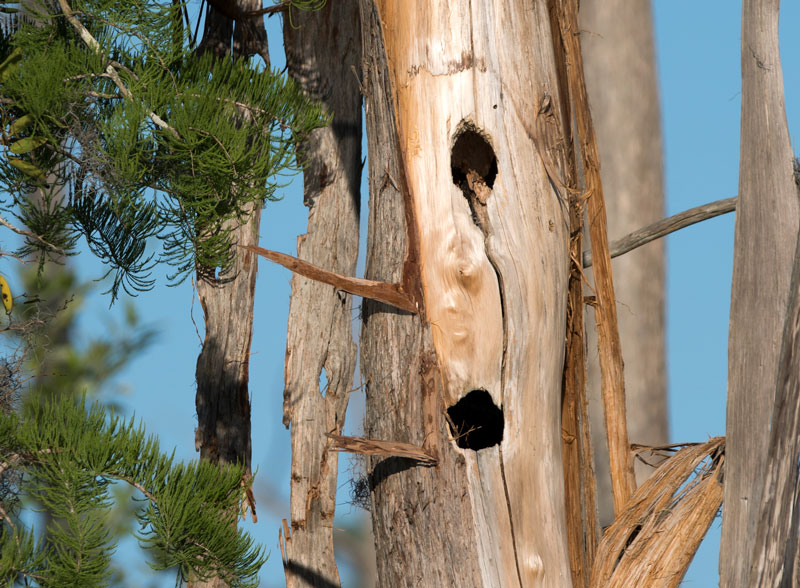 Woodpecker Holes in dead tree Picture