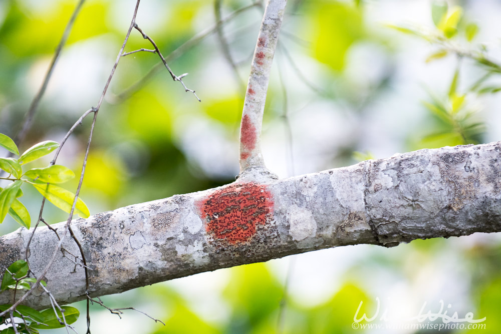 Red Okefenokee Lichen Picture